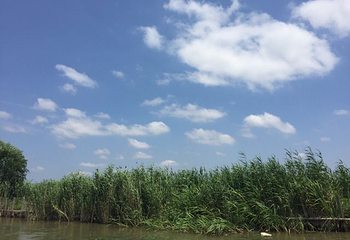 高邮湖芦苇荡湿地公园第 44 张图片