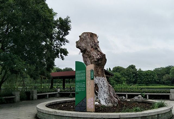 苏州中国花卉植物园第 61 张图片