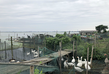 阳澄湖莲花岛第 46 张图片