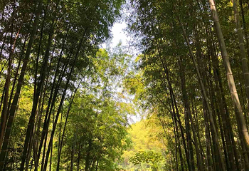 石塘竹海第 9 张图片