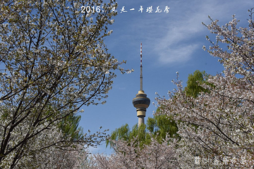 玉渊潭公园第 61 张图片