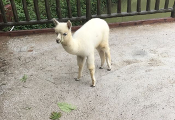 潮州紫莲森林度假村第 31 张图片