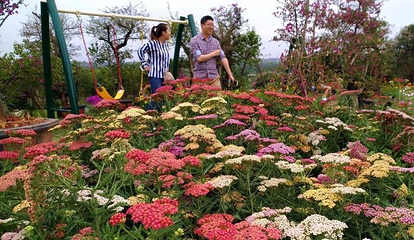 杨梅基地第 8 张图片