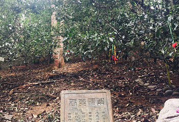 南糯山第 27 张图片