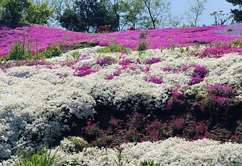 昆嵛山石门里景区第 9 张图片