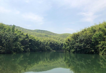 石塘竹海第 8 张图片