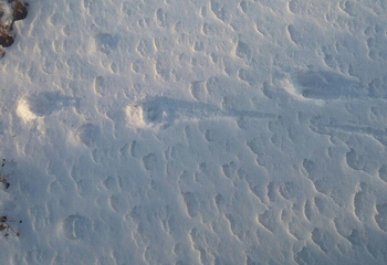 鴜鹭湖滑雪场第 21 张图片
