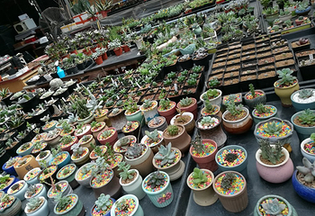 曹庄花卉市场第 13 张图片