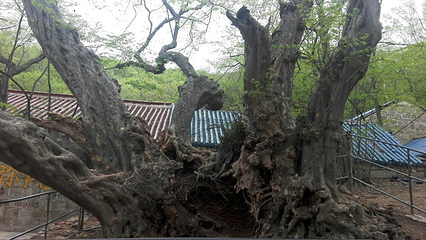 龙脊山自然风景区第 2 张图片