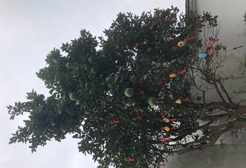 西溪庄园第 7 张图片