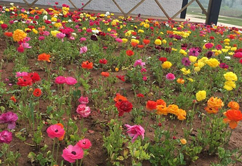 伏热花海庄园第 46 张图片