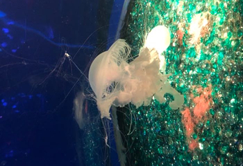 欢乐海岸海洋奇梦馆第 18 张图片