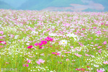 千岛湖马术公园第 19 张图片