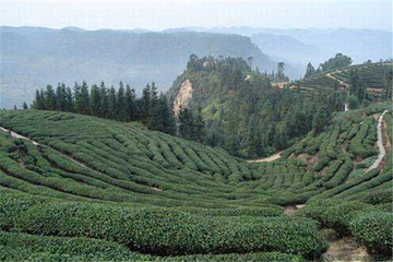 黄蜂窝茶山第 2 张图片