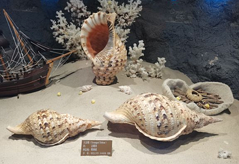 海洋之窗第 87 张图片