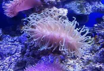 芜湖新华联大白鲸海洋公园第 67 张图片