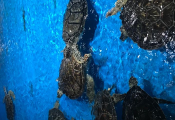 广汉海昌海洋探索馆第 27 张图片