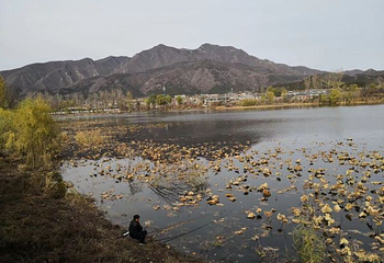 红螺湖鸟岛第 22 张图片