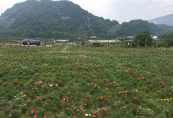 彭州通济花海露营公园第 14 张图片