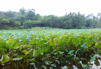 松湖蝶恋生态园第 12 张图片