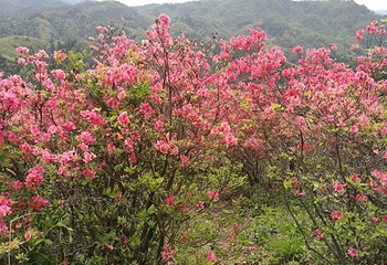 岳西金榜乡村第 26 张图片