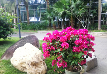 海南百花岭热带雨林文化旅游区第 71 张图片