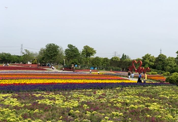 周浦花海第 34 张图片