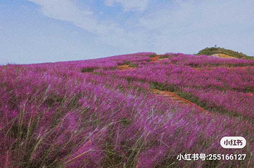 雨花谷薰衣草庄园第 9 张图片
