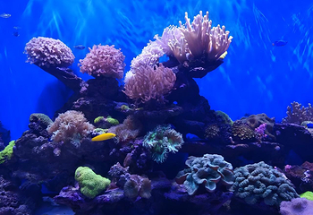 北海海底世界第 61 张图片