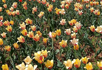 豪泽国际郁金香花海欢乐城第 51 张图片