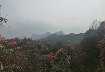 金海雪山四季花谷第 31 张图片