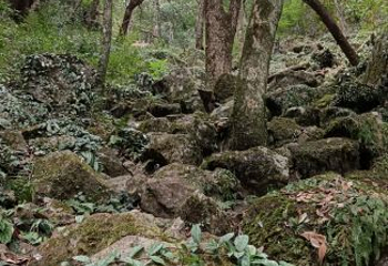 叫水坑原始森林第 6 张图片