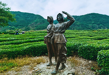 大木山茶园景区第 14 张图片