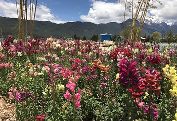 雪山玫瑰庄园(玉泉路店)第 37 张图片