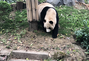 安澜桥第 12 张图片