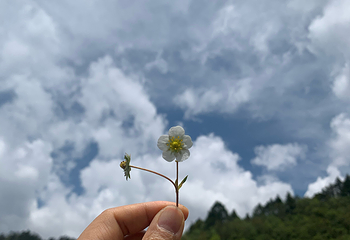 卧龙中华大熊猫苑神树坪基地第 71 张图片
