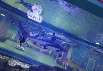 山西海立方海洋公园第 33 张图片