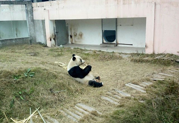 阆中熊猫乐园第 59 张图片