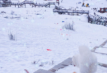 鹧鸪山自然公园滑雪场第 71 张图片