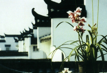 兰花村第 10 张图片