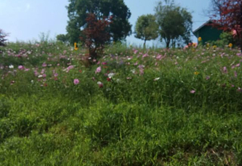 花海乐园第 31 张图片