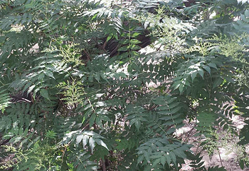 银川植物园第 3 张图片