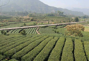 大木山茶园景区第 25 张图片