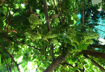 葡萄沟第 98 张图片