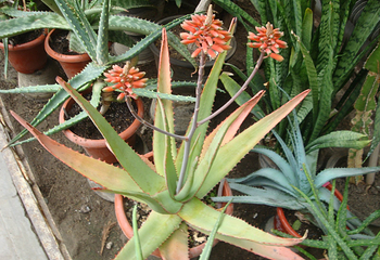 国家植物园南园第 22 张图片