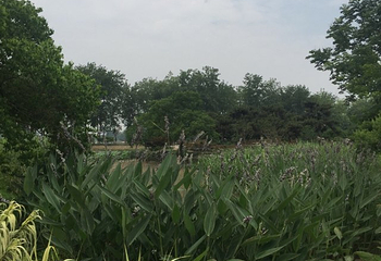 玄武湖景区-情侣园第 20 张图片
