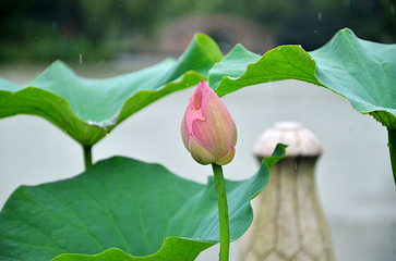 荷花池公园第 4 张图片