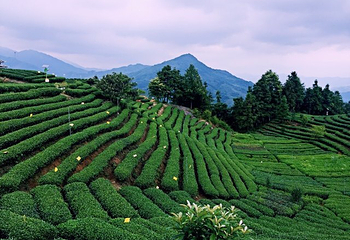 仙人山景区第 42 张图片