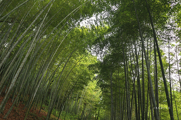 龙山岛第 16 张图片