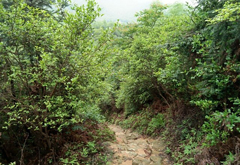 梅岭竹海明珠第 35 张图片